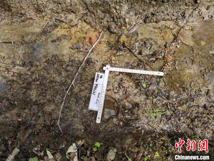 工作人员测量野生东北虎足迹 绥阳林业局有限公司供图