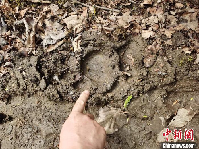 图为在绥阳林区发现的东北虎足迹 绥阳林业局有限公司供图