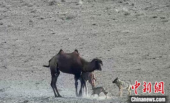 甘肃安南坝保护区“远程救助”：奔赴百余公里“狼口救驼羔”