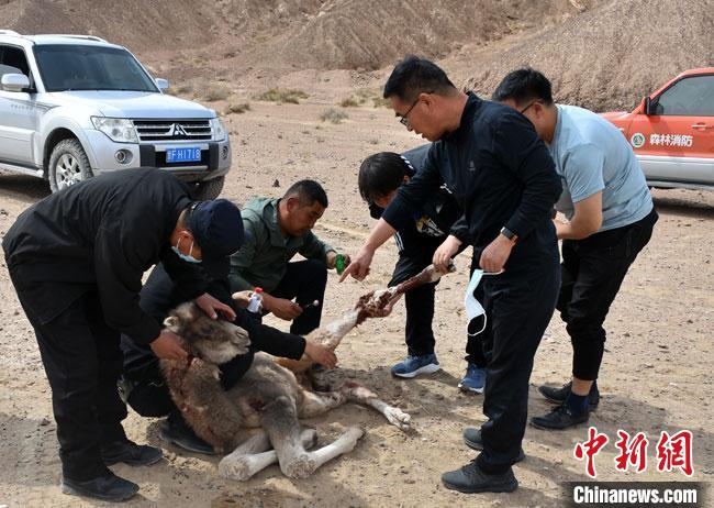 图为安南坝管护中心救助人员对受伤野骆驼驼羔进行救治。　阿克塞县融媒体中心供图