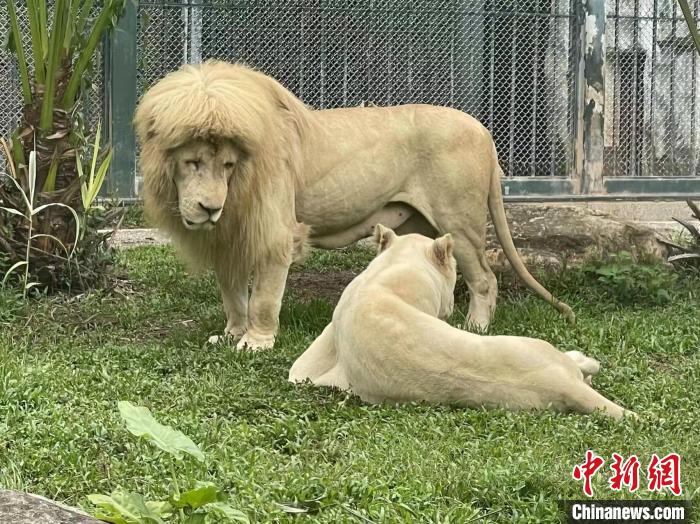 “阿杭”是一头雄性白狮 王益 摄
