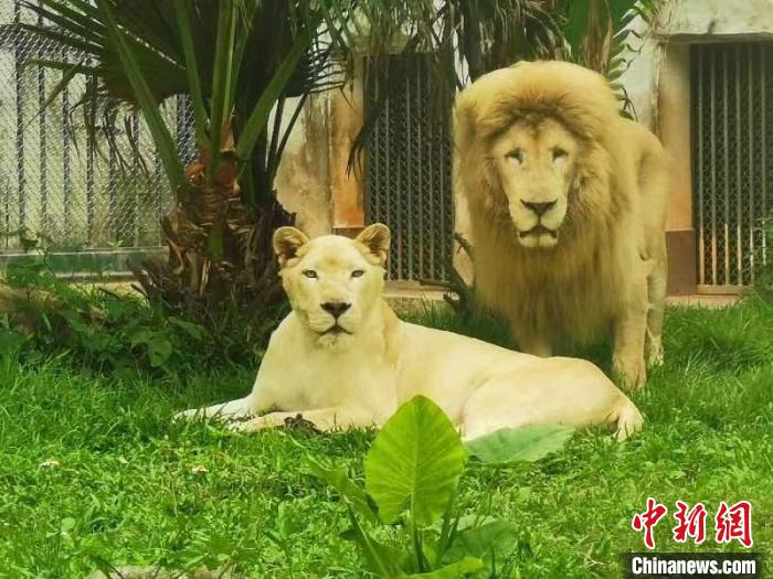 广州动物园2015年从杭州引进了“阿杭” 王益 摄