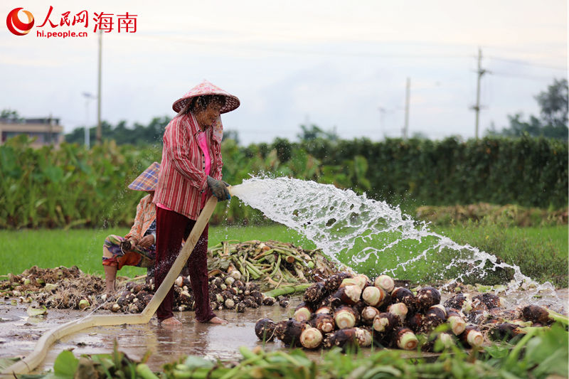 香芋在地里割断茎秆后，村民用水清洗附着在香芋上的泥土。 人民网 孟凡盛摄