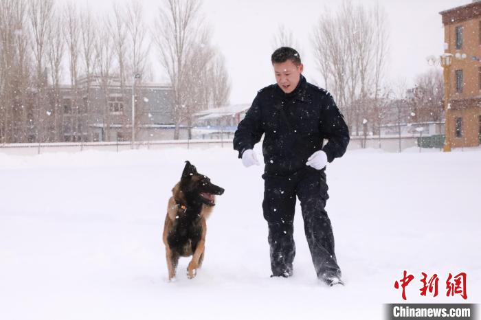 民警进行雪地警犬训练。　靳天禄 摄