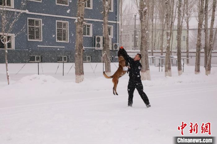 民警开展警犬技能练兵活动，着力提升警犬在严寒环境下的实战能力。　贾德拉 摄