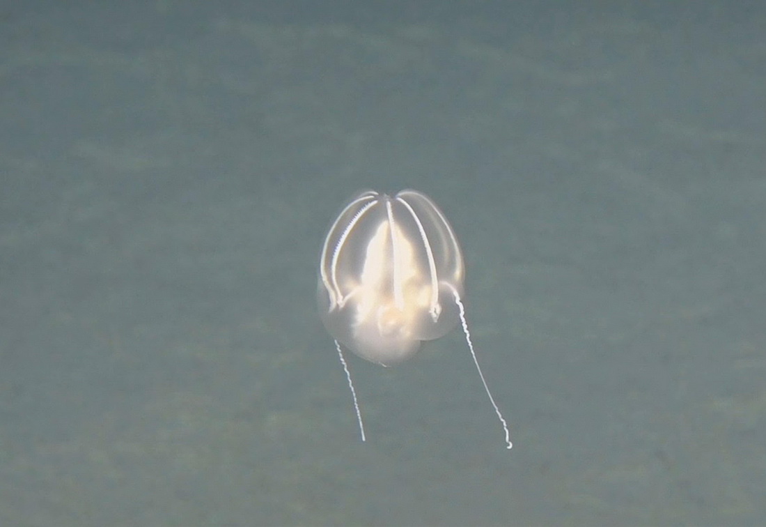 这是11月14日“奋斗者”号在深海拍摄的海洋生物。新华社发