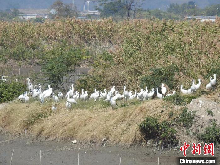 黑脸琵鹭成群出现在广东海丰湿地 广东省林业局 供图