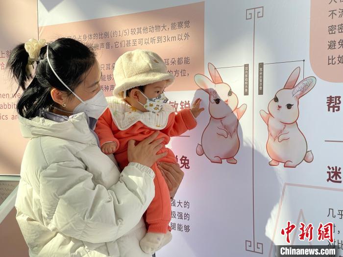 兔年生肖展1月18日在上海自然博物馆亮相，吸引“大小游客”乐观展、巧“识”兔。　郑莹莹 摄