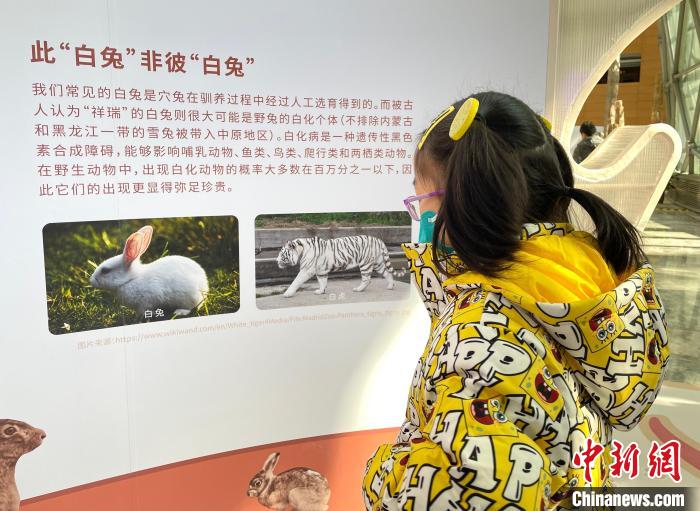 兔年生肖展1月18日在上海自然博物馆亮相，吸引“大小游客”乐观展、巧“识”兔。　郑莹莹 摄