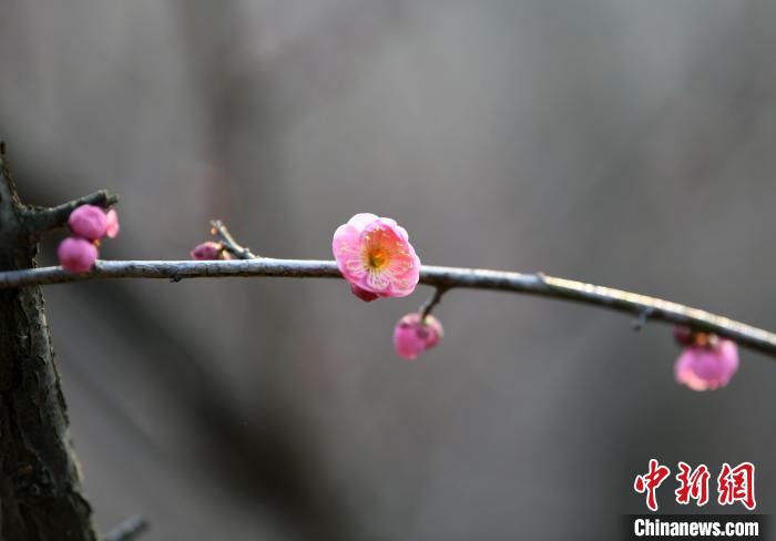 江西九江南山公园的梅园盛开的梅花。　胡杨杨 摄