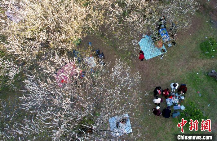 游客在青梅花树下泡茶赏花。　王东明 摄