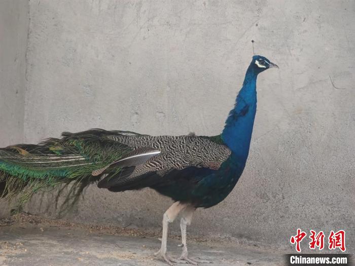 无锡动物园回应孔雀遭袭：已对涉事男童口头教育孔雀无大碍