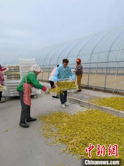 在山西大同,瑞思和当地村民一起晾晒黄花。 山西广播电视台供图 在山西大同,瑞思和当地村民一起晾晒黄花。 山西广播电视台供图