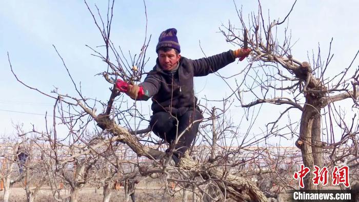 新疆巴州库尔勒市的41.2万亩香梨正值果树修剪的最佳时期，田间地头呈现出一派忙碌的景象。　焦阳 摄