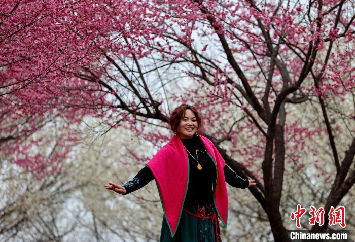 图为市民在盛开的梅花树下拍照 张畅 摄