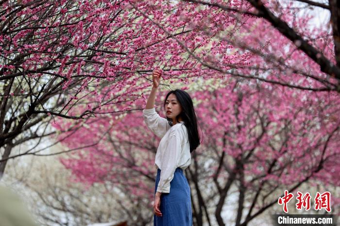 图为一位女孩在盛开的梅花树下拍照 张畅 摄