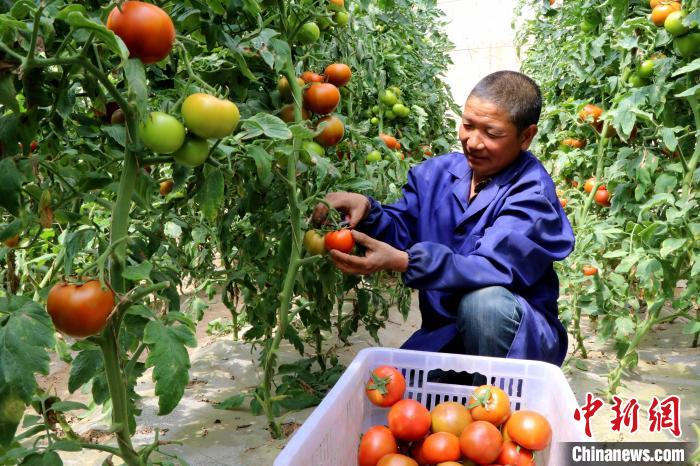 甘肃民勤县温室大棚内成熟的西红柿像红灯笼点缀在绿叶间，村民忙着采收。(资料图) 马爱彬 摄