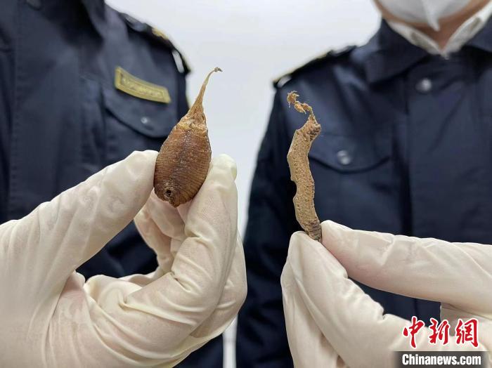 天津邮局海关查获违规进境螳螂虫卵300余头 天津海关供图