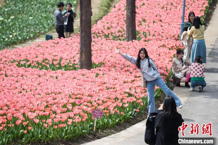 游客与郁金香拍照，享受春日里的浪漫。　何蓬磊 摄