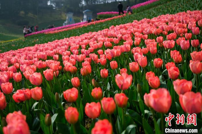 重庆长寿湖风景区百花岛，成片的郁金香盛开。　何蓬磊 摄