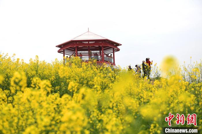 重庆江津金色黄庄万亩油菜花盛开，吸引市民前往。　周毅 摄