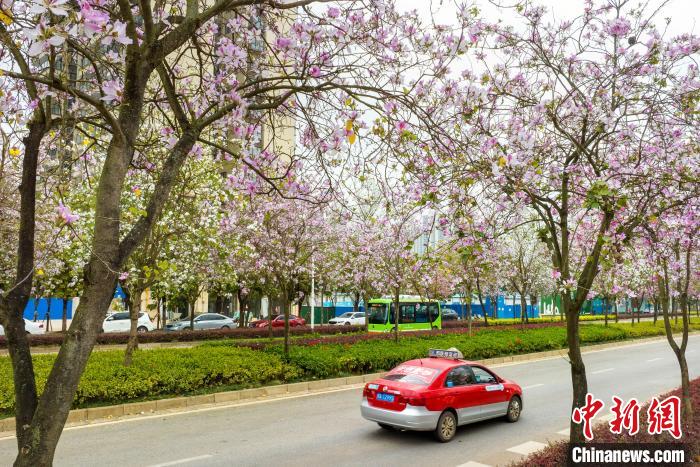 洋紫荆花盛开的南宁街道。　何光民 摄