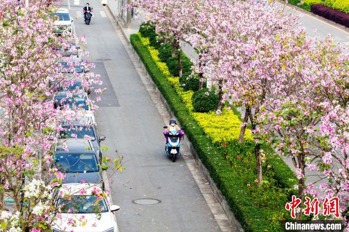 在南宁秋月路，民众与洋紫荆花相伴而行。　何光民 摄