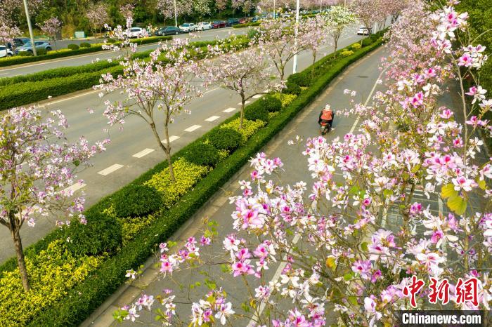 在南宁秋月路，民众骑行从洋紫荆花下经过。　何光民 摄