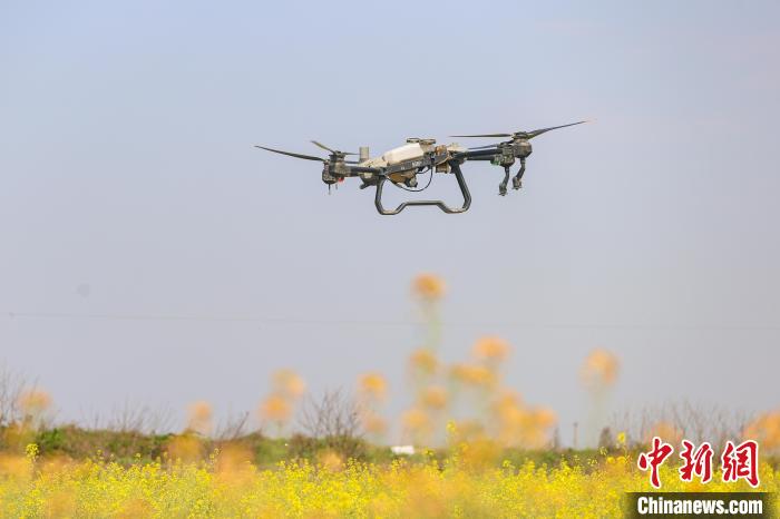 图为大田农社种植基地的农田上空，大型无人植保机正在开展作业测试，确保月底能如期投入使用。　刘力鑫 摄