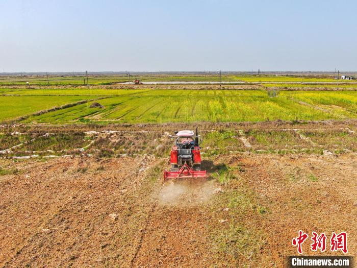 图为大田农社种植基地的农田里，无人驾驶旋耕机正在翻耕土地。　刘力鑫 摄