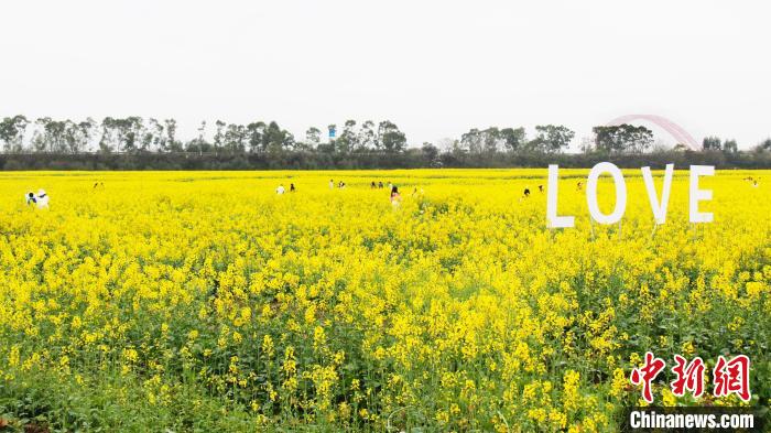 平田村利用冬闲田种植500亩油菜花，花开时吸引众多游客前来赏花拍照。　平南县委宣传部供图