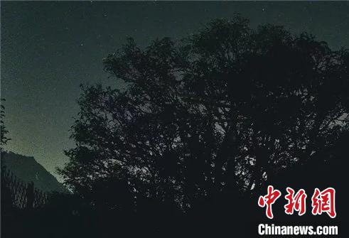 记录茶叶抽芽到采摘全过程“古茶树慢直播”走进潮州