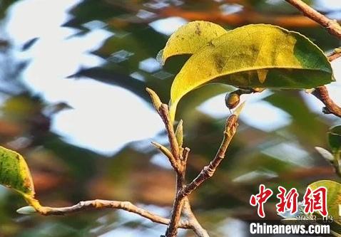 茶树 潮州市凤凰镇人民政府 供图 茶树 潮州市凤凰镇人民政府 供图