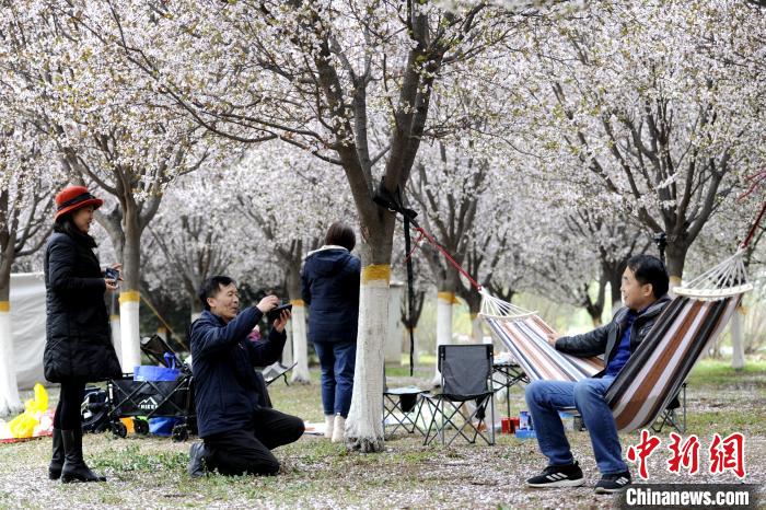 图为民众在梅花树下拍照留念。　高铖 摄