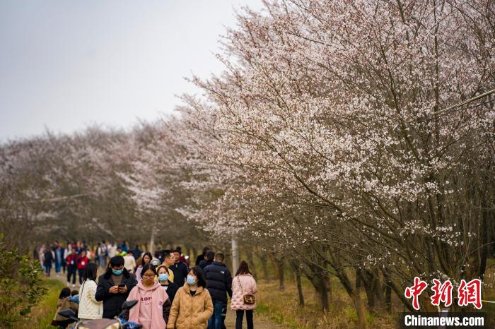 游客们纷至沓来赏樱踏春。　李晓红 摄