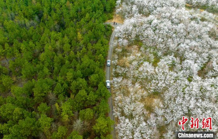 樱花与绿树交相辉映，美不胜收。(无人机照片) 李晓红 摄
