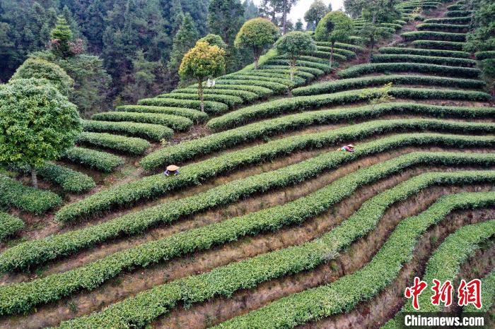 3月21日，在广西桂林市龙胜各族自治县马堤乡里市村努丹茶园，茶农在采摘春茶。(无人机照片) 潘志祥 　摄