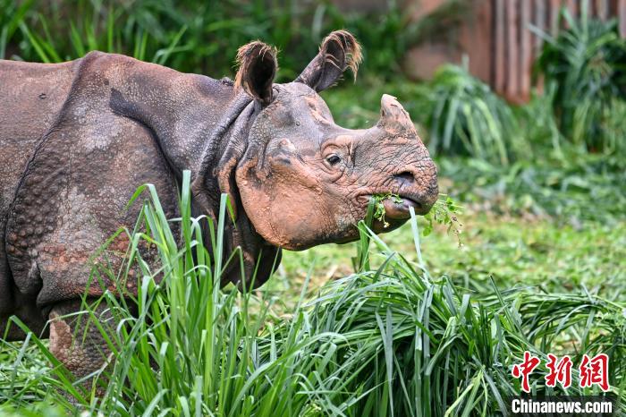 生活在广州的亚洲独角犀牛“美丽”。　陈骥旻 摄