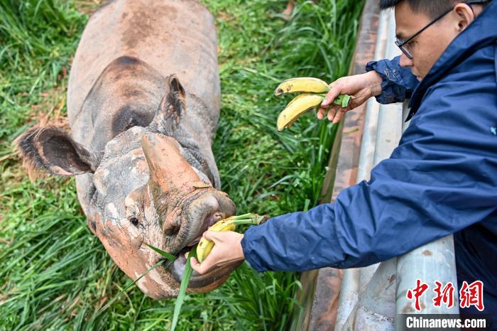 保育人员喂亚洲独角犀牛“美丽”吃香蕉。　陈骥旻 摄