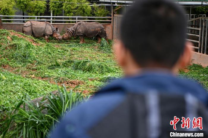 保育人员观察亚洲独角犀牛“温文”(右)和“美丽”(左)的行为模式。　陈骥旻 摄