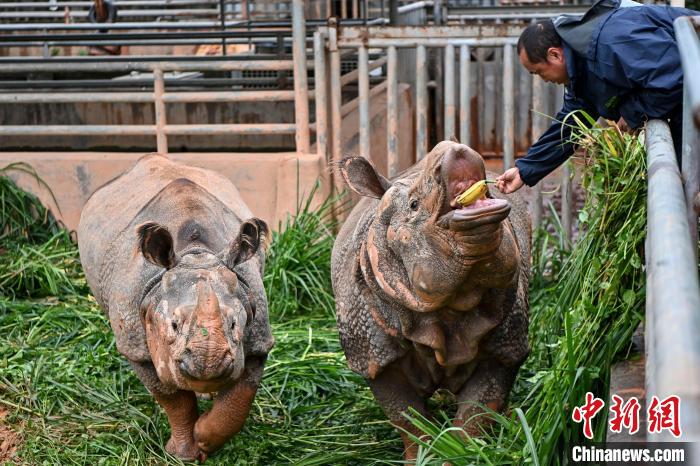 保育人员喂亚洲独角犀牛“温文”(右)和“美丽”(左)吃香蕉。　陈骥旻 摄