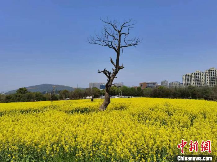 浙江文旅观察：遍地“开花”的油菜花节，该怎么办？