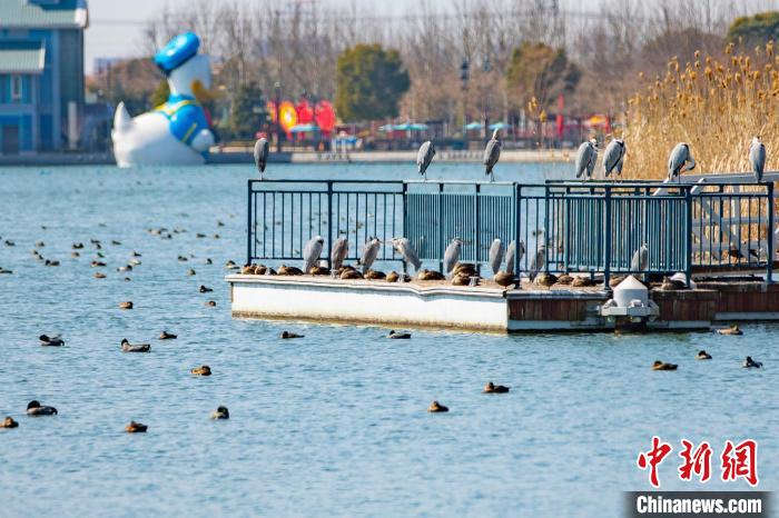 申城已有水鸟监测点13个，林鸟监测点24个。　上海市绿化和市容管理局供图