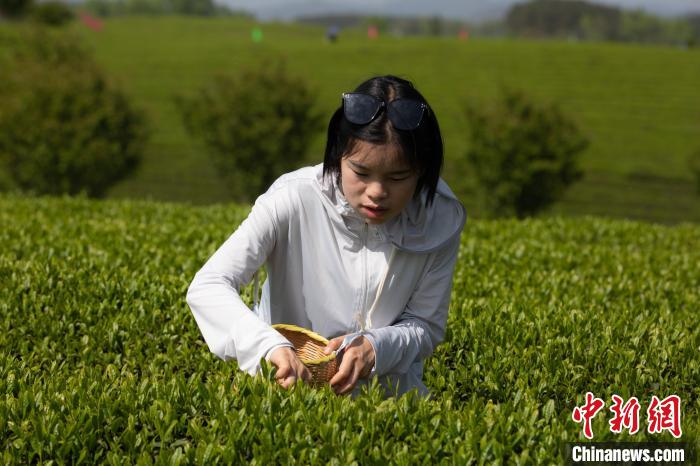 4月15日，游客在遵义湄潭永兴镇万亩茶海景区体验采茶。　田成 摄