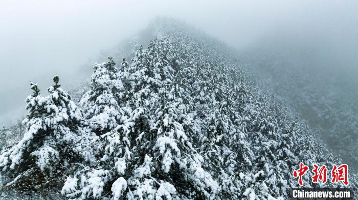 图为被春雪覆盖的太行山松树。　李树锋 摄