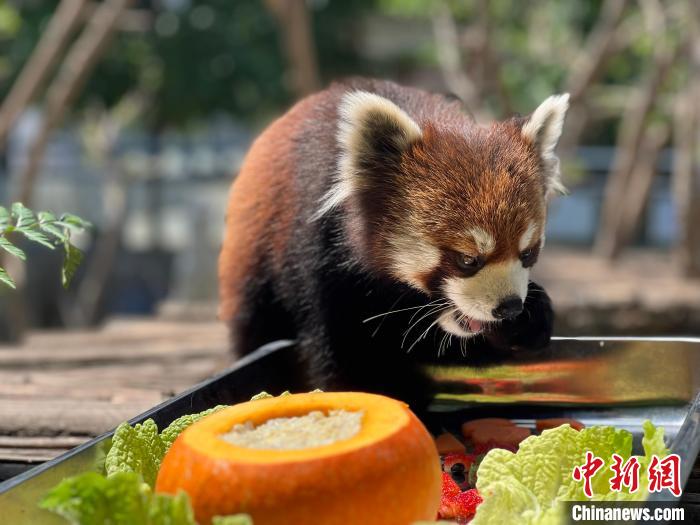 萌翻了！洛阳王城公园小熊猫集体过生日
