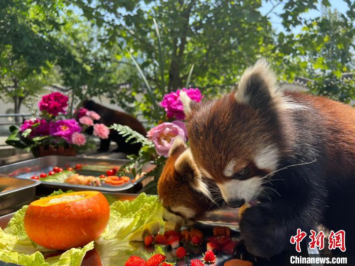 图为小熊猫享用生日大餐。　刘锦苑 摄