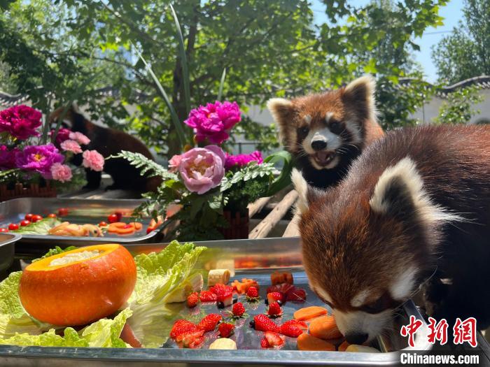 图为小熊猫享用生日大餐。　刘锦苑 摄