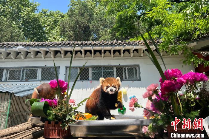 洛阳王城公园为小熊猫举办生日宴。　刘锦苑 摄