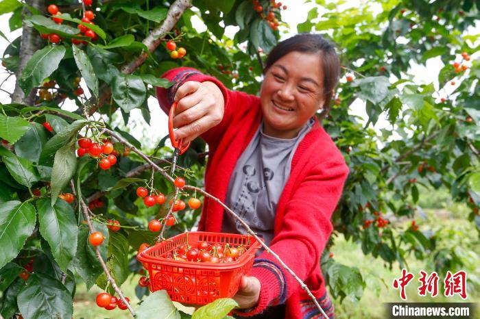 果农在黄山市徽州区澄塘村蔬果种植基地内采摘樱桃。　施亚磊 摄